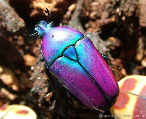 Валяное колье, жук "flower chafer" в интернет-магазине на Ярмарке ...