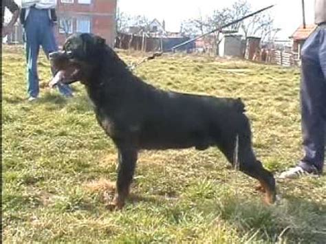 Vonzennith Norris Of Nicola S Lion Rottweiler YouTube