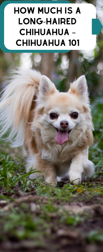 Long Haired Chihuahua Puppies Artofit