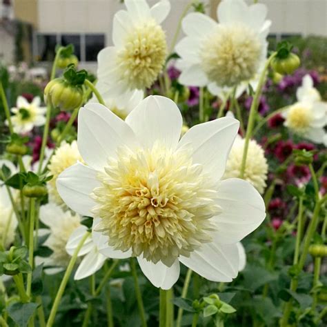 Dahlia Platinum Blonde