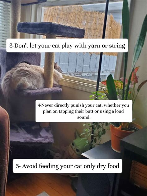 Things You Should Never Do To Your Cat Gallery Posted By Ceren