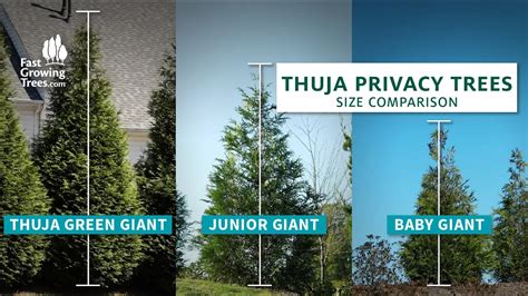 Thuja Green Giant Hedge | lupon.gov.ph