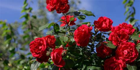 Maladie des rosiers remède de grand mère