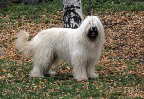 Южнорусская Овчарка Фото – Telegraph