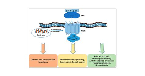 Tacr3nk3r Beyond Their Roles In Reproduction Acs Chemical Neuroscience