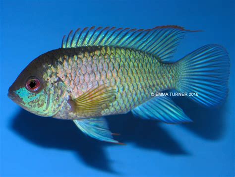 Electric Blue Acara Andinoacara Pulcher