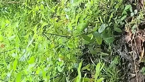 Desi Village Jungle Mein Tapa Tap Desi Bhabhi Indian Gay Big Cock Porn XHamster