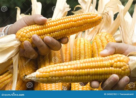 Corn Close-up Stock Photography - Image: 24502782