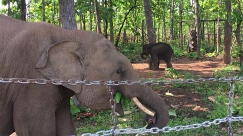 Elephants Jun And Gold Socialise In Vietnam Wild Welfare