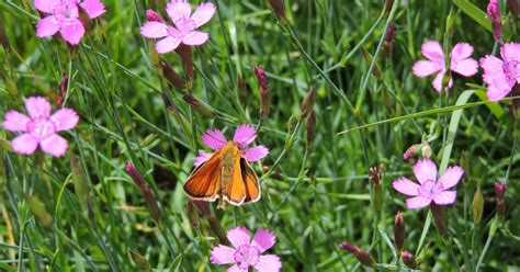 Гвоздика і гвоздика ~ Аромахімія
