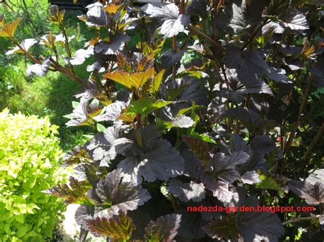 Nadezda's Gardening and Craft: Красивый кустарник со странным названием