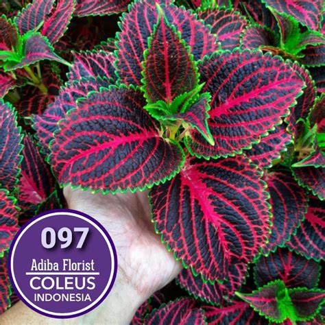 Jual No 097 Tanaman Hias Miana Coleus Iler Jawer Kotok Shopee Indonesia