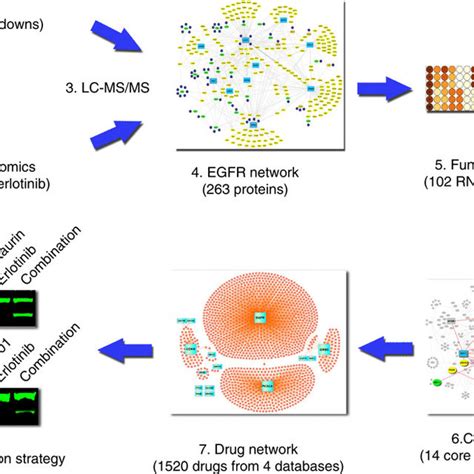 Workflow. A physical protein–protein interaction network or interactome ...