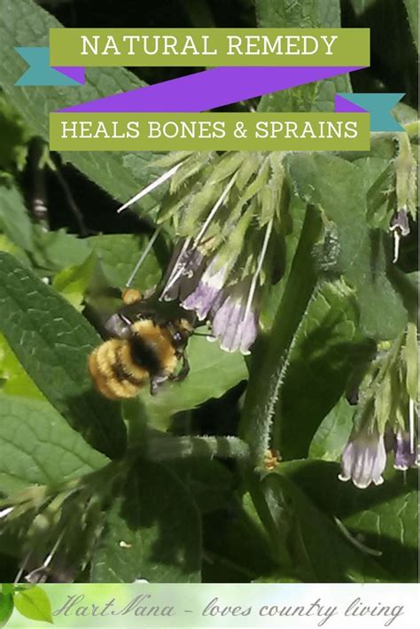 Make Comfrey Oil It Is A Carpel Tunnel Natural Remedy Natural