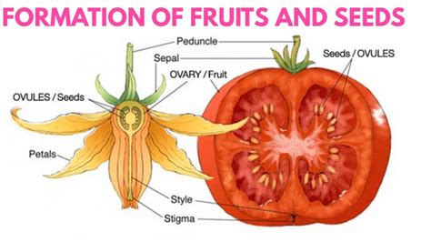 Fruit And Seed Formation In Plants