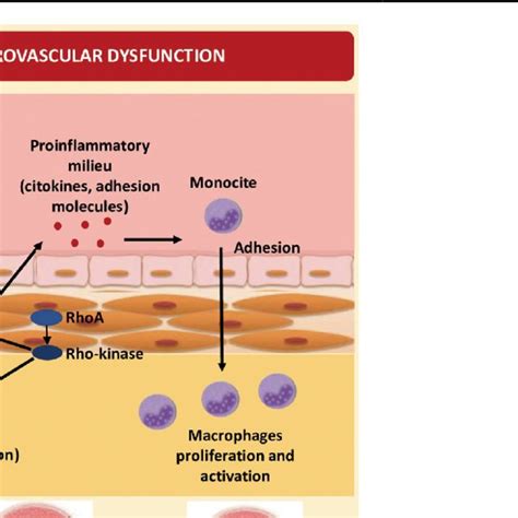 Functional Structural And Molecular Alterations In The Coronary