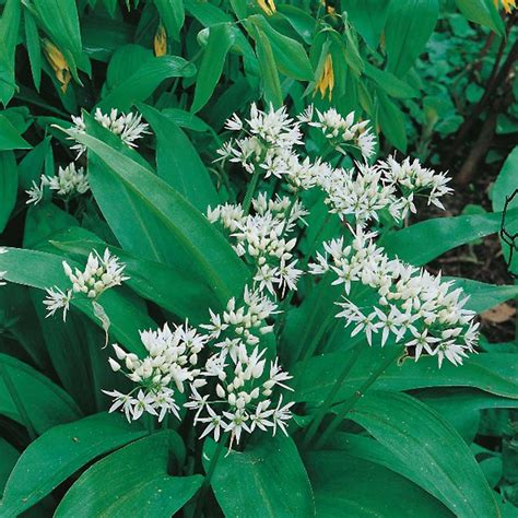 Seminte De Leurda Allium Ursinum Ramsons Wild Garlic