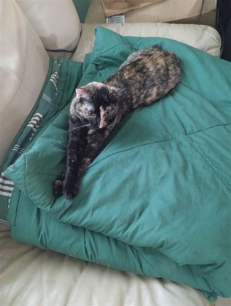 she's a very regal princess who's plotting to become the Queen. 👑 : r/cats