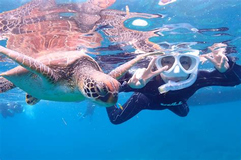 渡嘉敷島 ウミガメ の遊び・体験【アソビュー！】