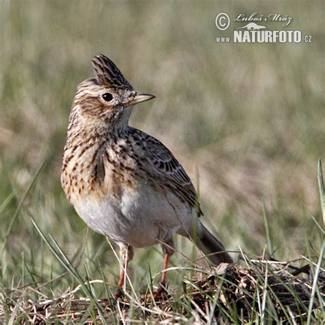Skylark Photos, Skylark Images, Nature Wildlife Pictures | NaturePhoto