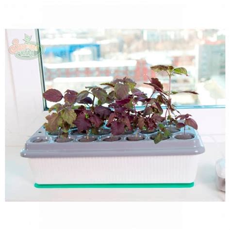 Чудо Грядка Здоровья Клад Купить гидропонный проращиватель