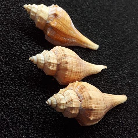 jual cangkang kelomang onem cangkang kerang cangkang kelomang hiasan