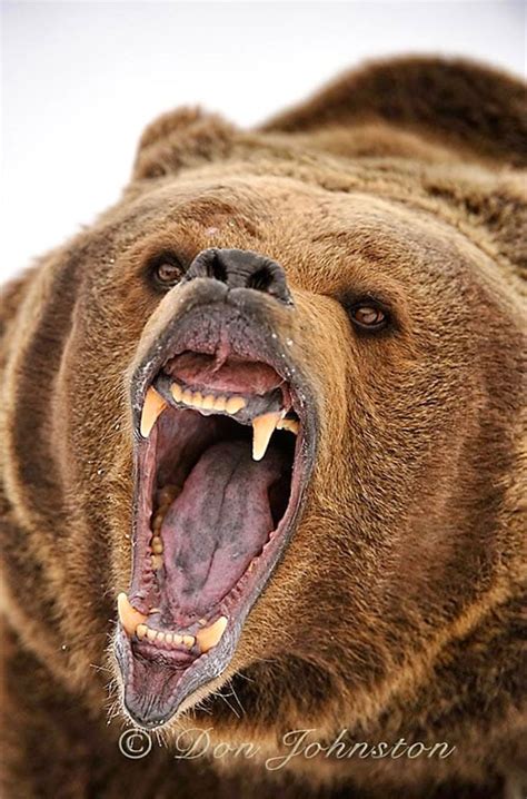 Roaring Grizzly Bear | Grizzly bear, Majestic animals, Angry animals