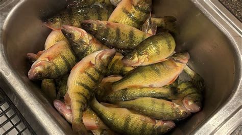 Jumbo Perchcatch Clean Cook Youtube