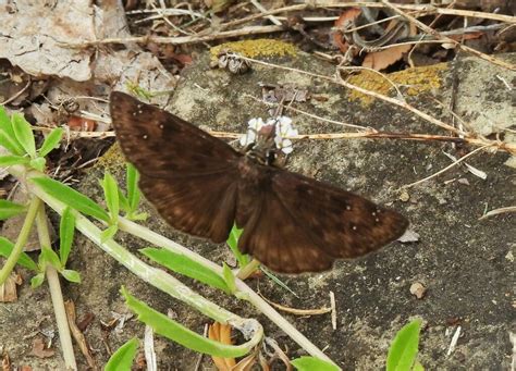 Horace S Duskywing From North Arlington Arlington Tx Usa On July