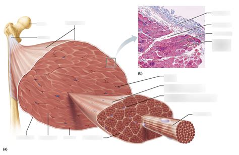 Anatomy Lecture Connective Tissue Sheaths In Skeletal Muscle Diagram