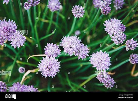 Purple Chives Flowers Allium Schoenoprasum In The Garden Top View
