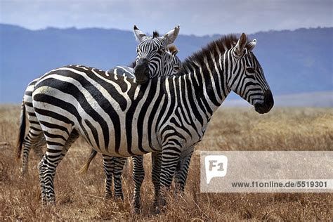 Zebra Equus Quagga Legt Kopf Auf R Cken Eines Anderen Tieres Ab