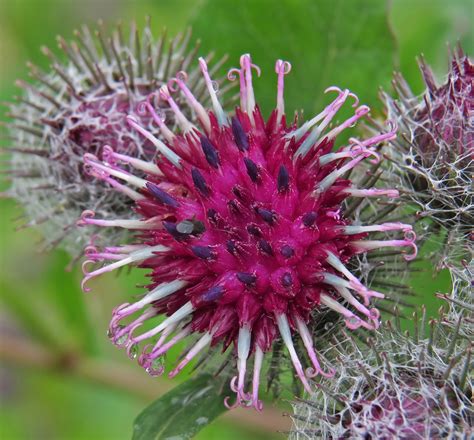 Репейник растения крупным (84 фото) - красивые картинки и обои на ...