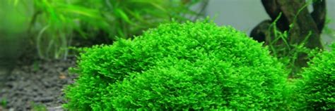 Aquarium Moss 101 The Aquarium Guide