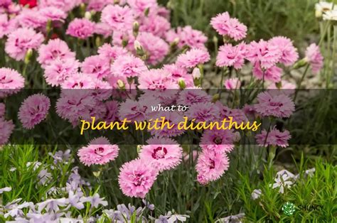 Bring A Pop Of Color To Your Garden With Dianthus Planting Tips And