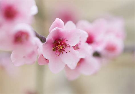 Serupa Indah Tapi Tak Sama Kenali Karakteristik Bunga Sakura Plum Dan