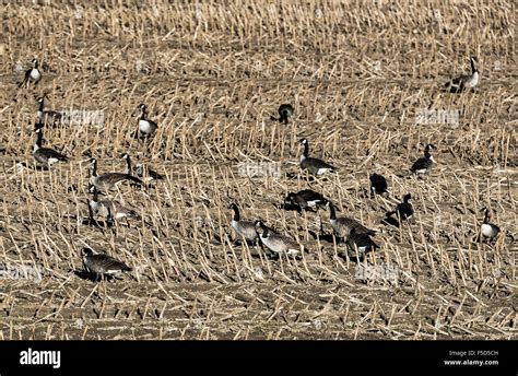 Canadian geese feeding in a harvested corn field, New York, USA Stock ...