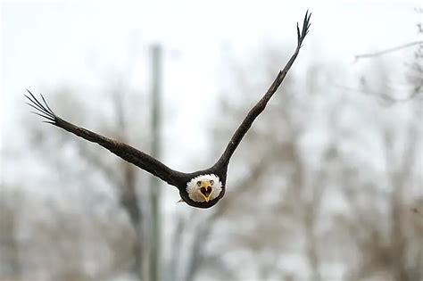 Do Bald Eagles Mate For Life