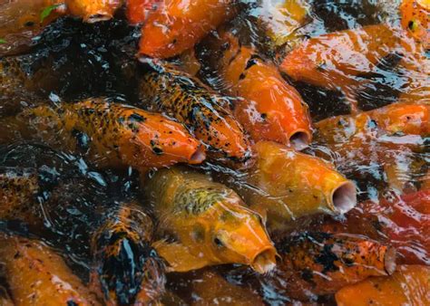 budidaya ikan mas  tepat bagi pemula cp petindo