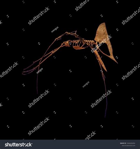 Isolated Skeleton Pterodactyl Stock Photo (Edit Now) 1044636454