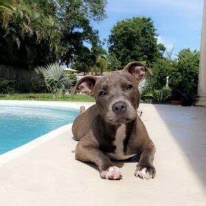 41 Pitbull Mixes That You Would Find Adorable - The Goody Pet