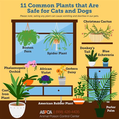 The Humane - 🌿🐾 Plant parent and pet parent? No problem! Here are 11