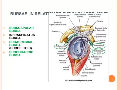 Shoulder anatomy and examination | PPTX