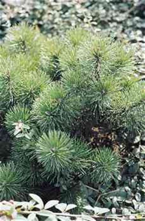 Сосна - Хвойные деревья и кустарники - фото описание уход - купить ...