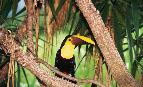 toucans-are-one-of-the-multiple-varieties-of-birds-at-the-lodge