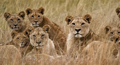 african lion pride hunting