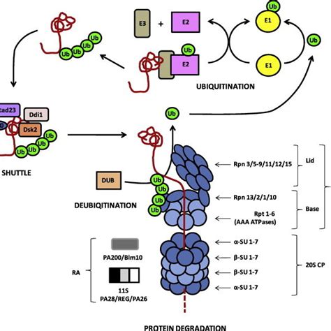 Chemical structures of proteasome inhibitors. Functional groups ...