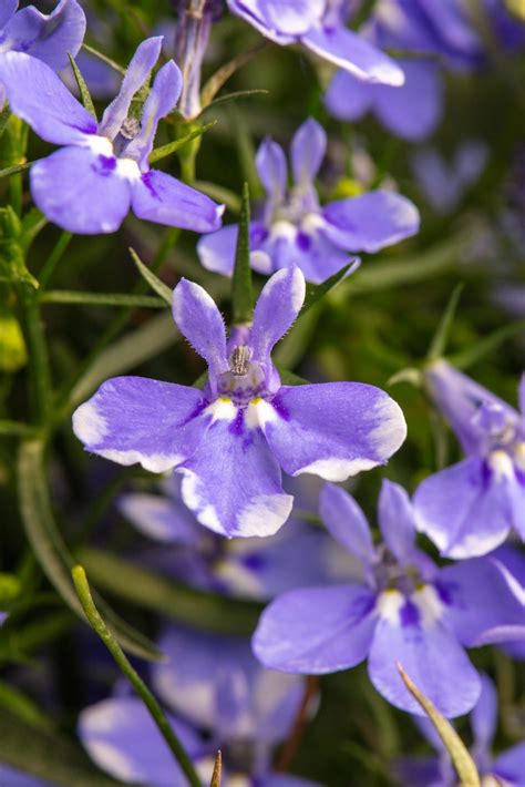 Lobelia Stratus Blue - Moss Greenhouses