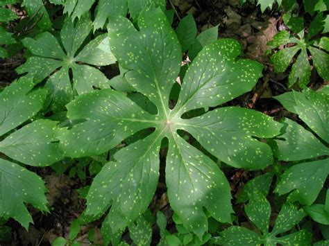 Goldenseal Guide - New York Natural Heritage Program