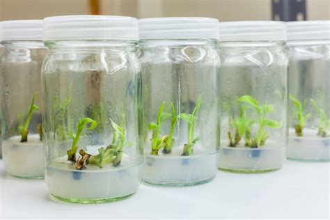 Agar Agar Plant Tissue Culture Grade | Meron